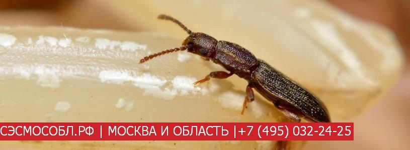 Коричневые жучки на кухне